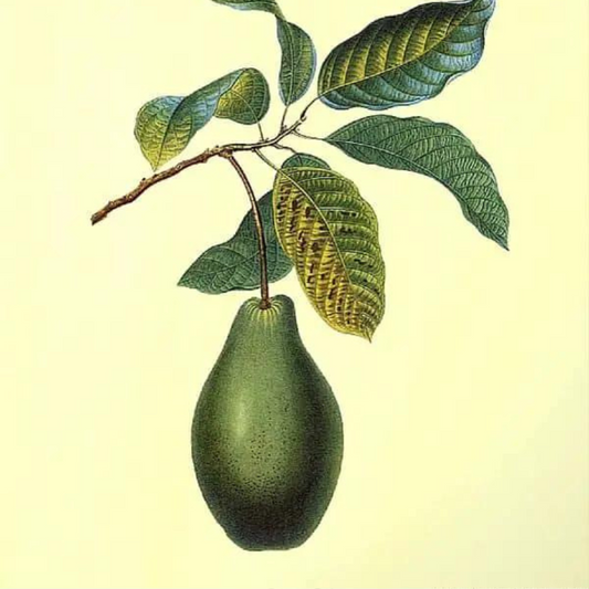 Avocado (Persea americana)
