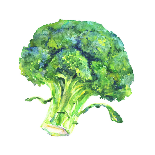 Broccoli (Brassica oleracea var. italica)