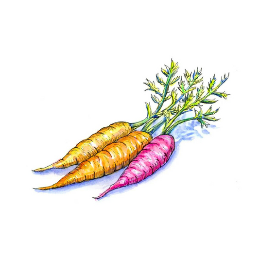 Carrot Seed Oil (Daucus carota)