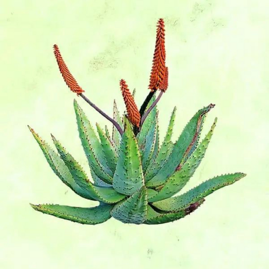 Aloe (Genus Aloe)