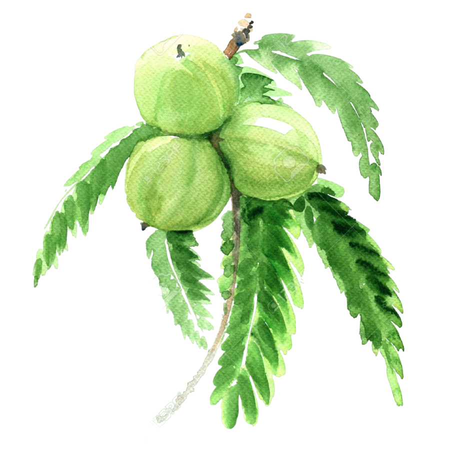 Indian Gooseberry (Phyllanthus emblica)