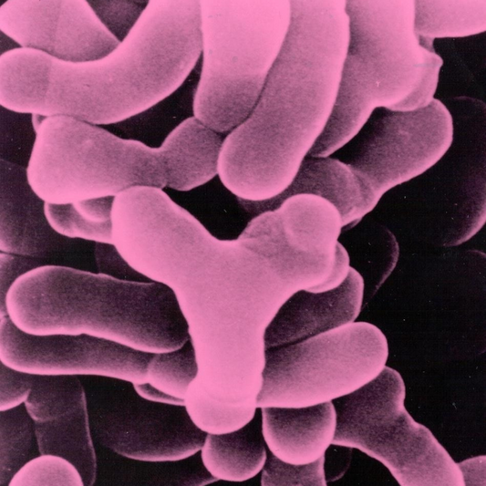 Bifidus (Bifidobacteria)