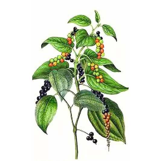 Black Pepper (Piper nigrum)