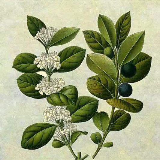 Buchu Leaf (Agathosma betulina)