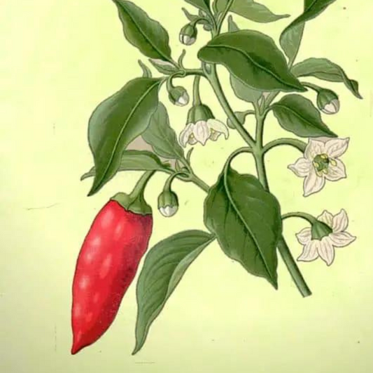 Capsicum Frutescens
