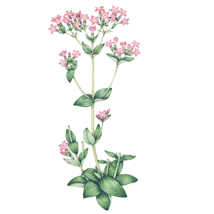 Centaury (Centaurium erythraea)