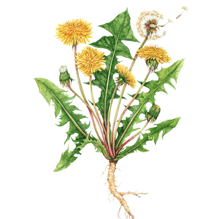 Dandelion (Taraxacum offinale)