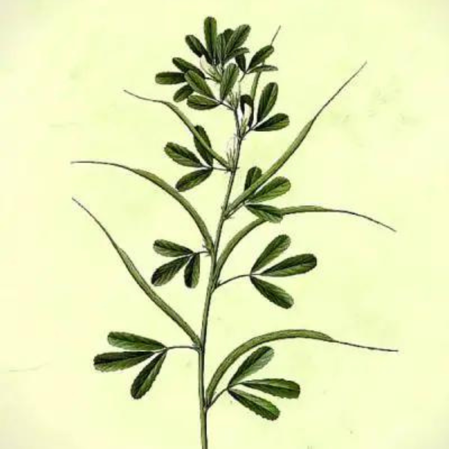 Fenugreek Seed (Trigonella foenum-graecum)