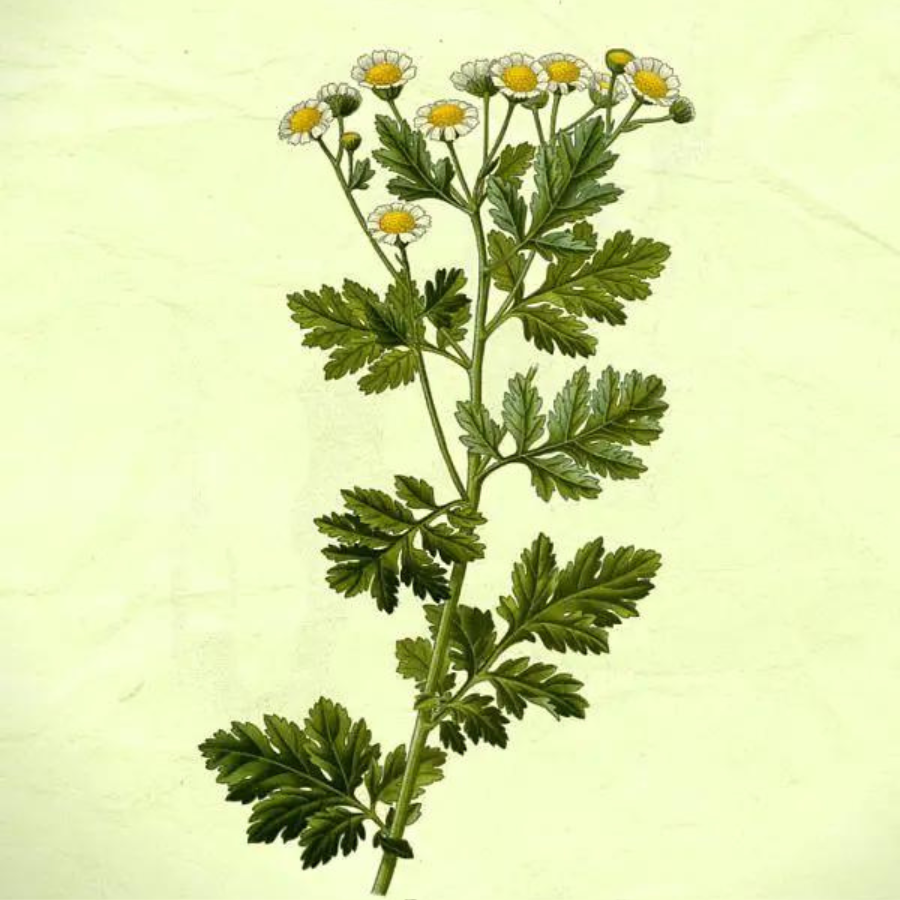 Feverfew (Tanacetum parthenium)