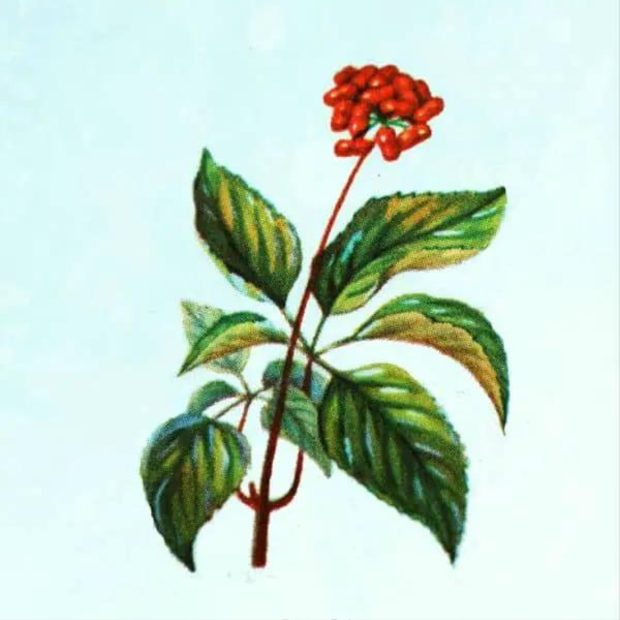 Asian Ginseng (Panax ginseng)