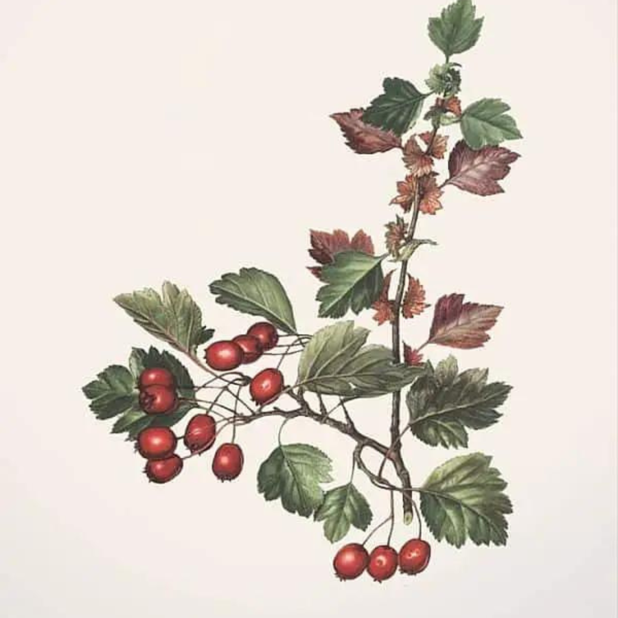 Hawthorn Berry (Crataegus monogyna)