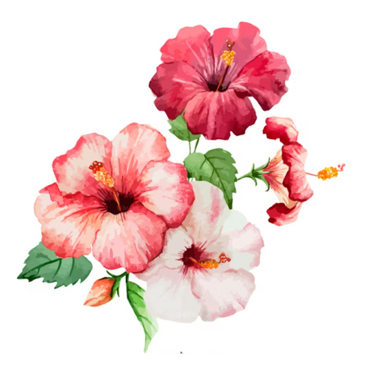 Hibiscus (Hibiscus rosa-sinensis)