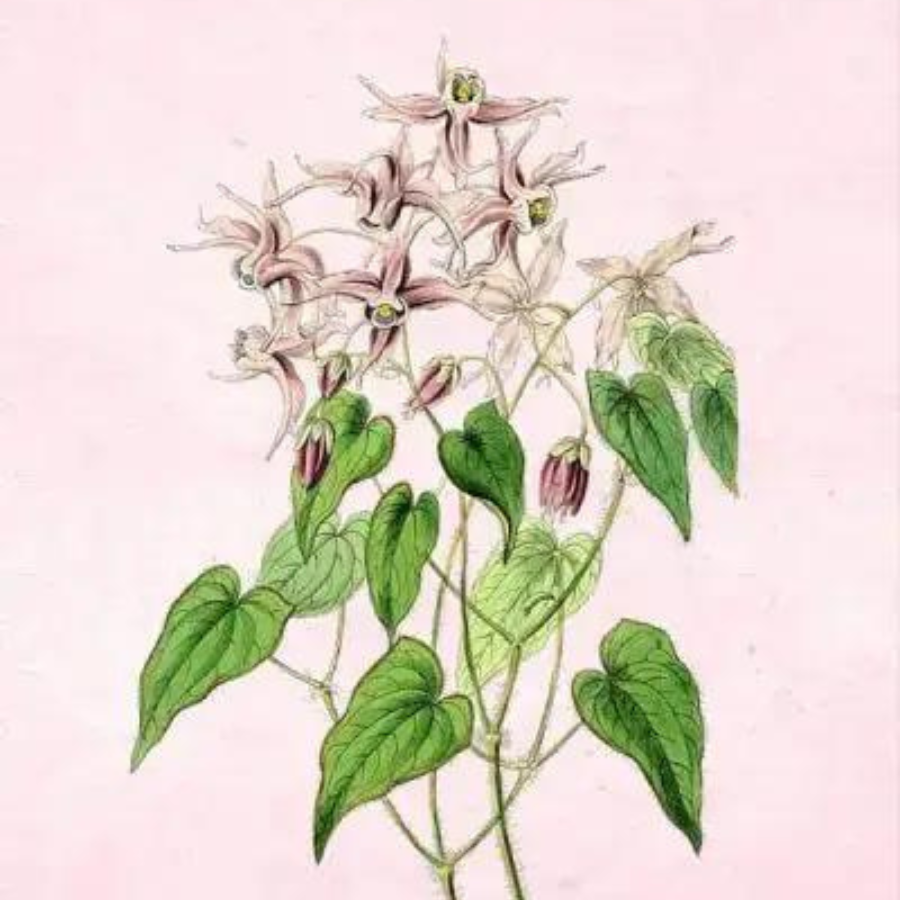 Horny Goat Weed (Epimedium sagittatum)