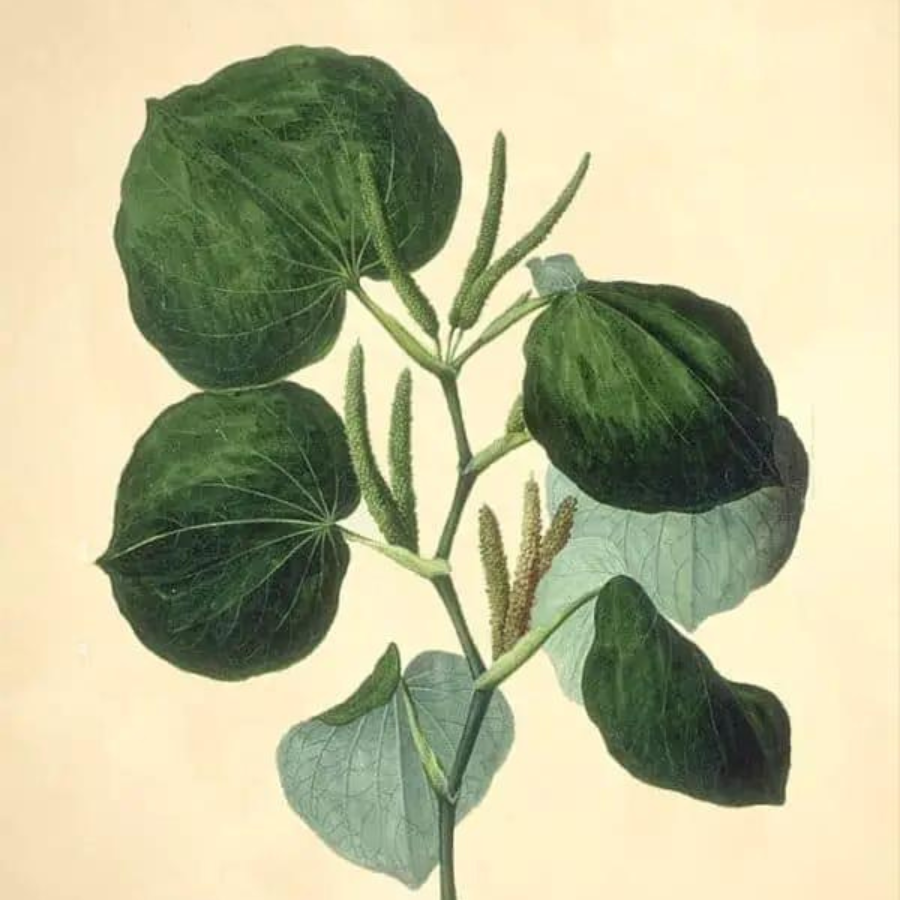 Kava (Piper methysticum)