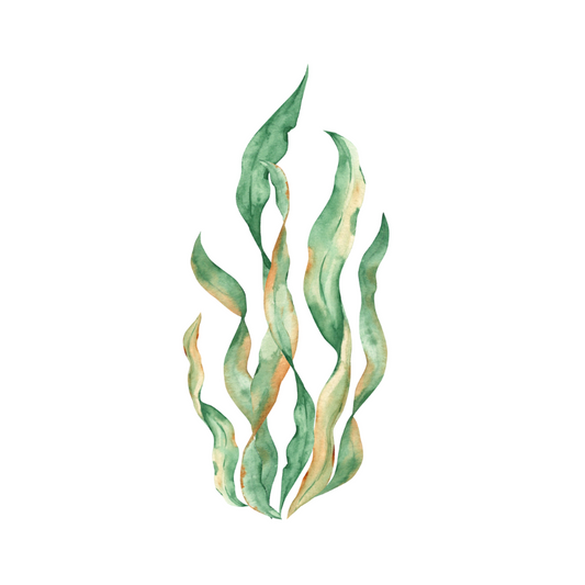 Kelp Laminaria (Macrocystis pyrifera)
