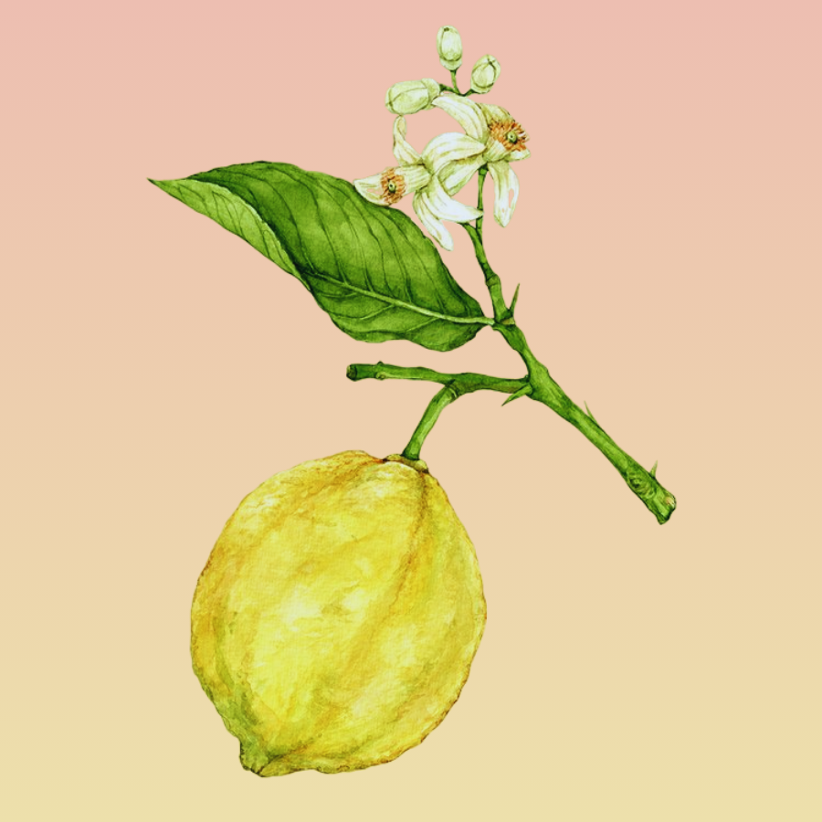 Lemon (Citrus limon)