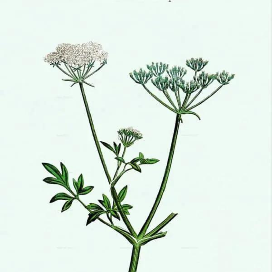 Parsley (Petroselinum crispum)