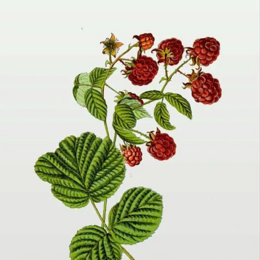 Red Raspberry (Rubus idaeus)
