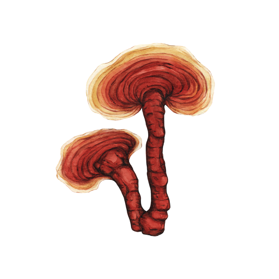 Reishi (Ganoderma lucidum)