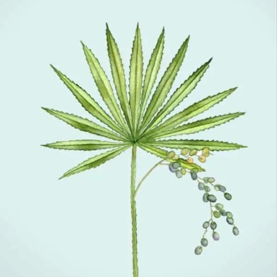 Saw Palmetto (Serenoa repens)