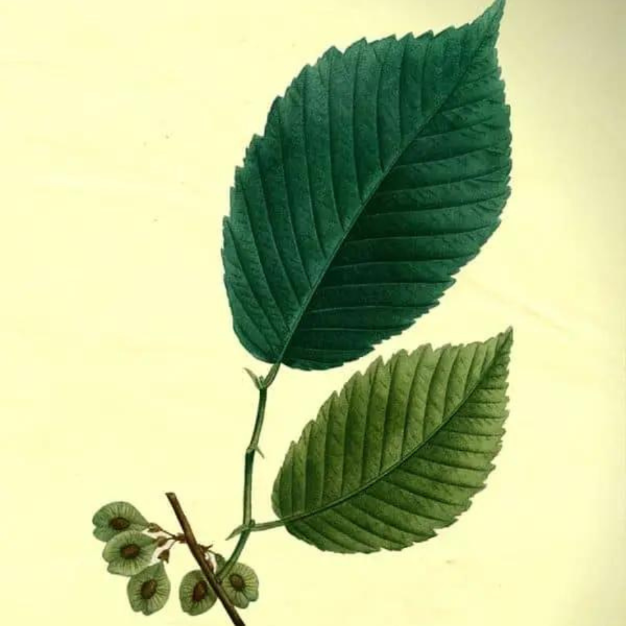 Slippery Elm (Ulmus rubra)