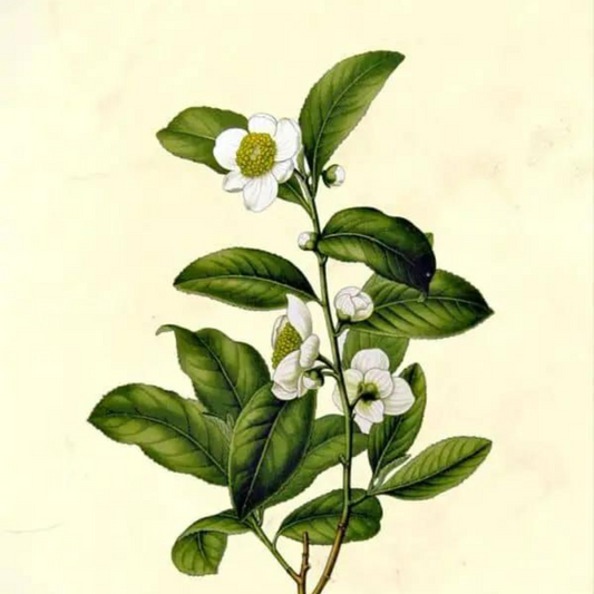 Black Tea (Camellia sinensis)