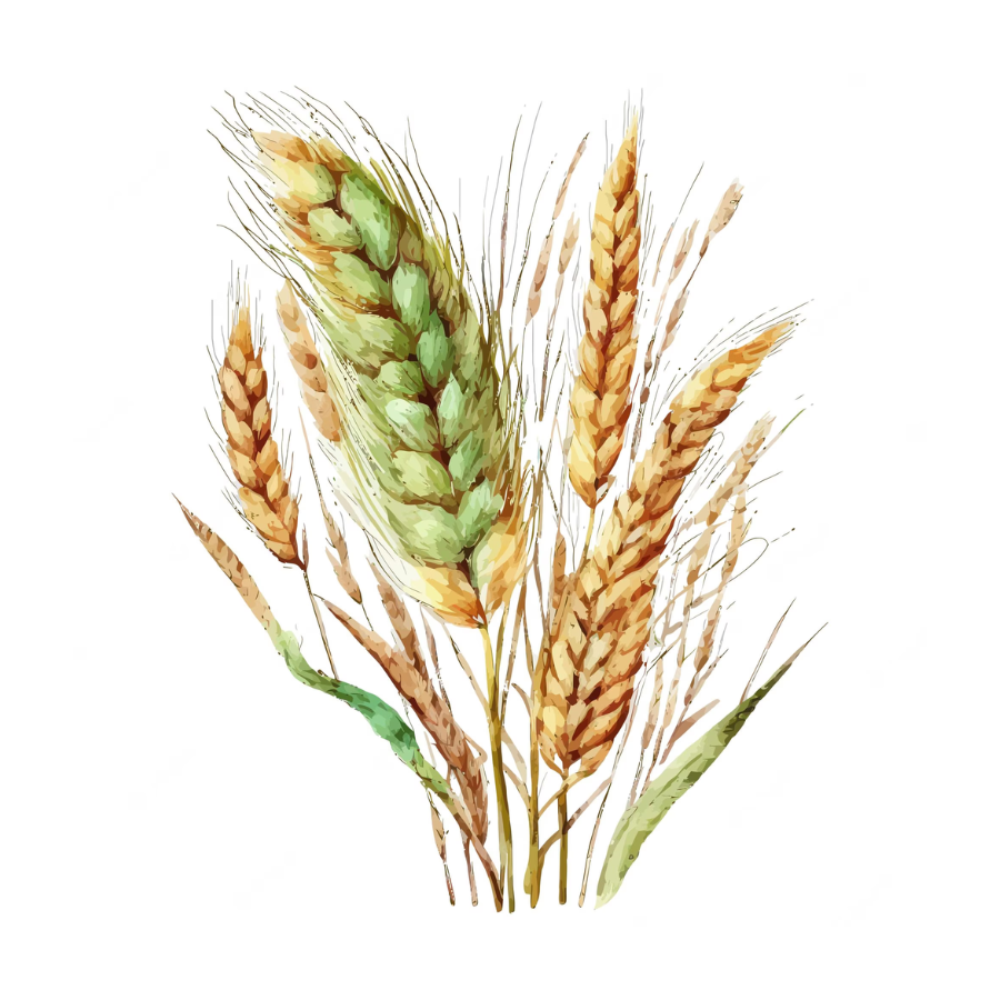 Wheat Bran (Triticum aestivum)