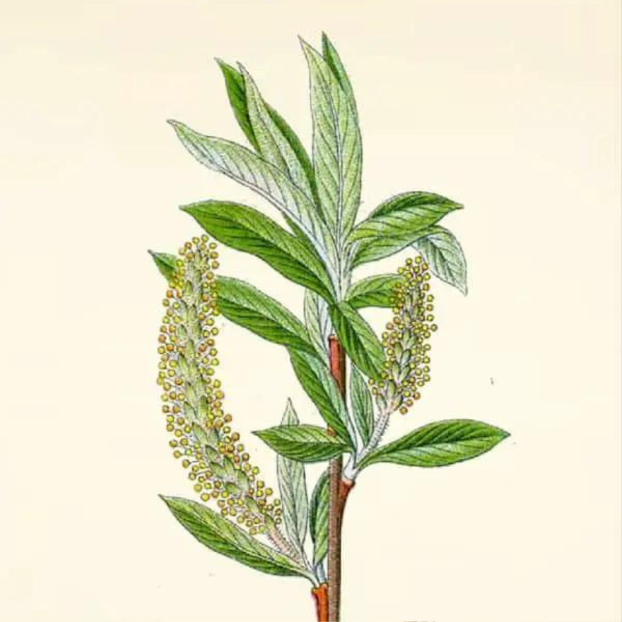 White Willow Bark (Salix alba)